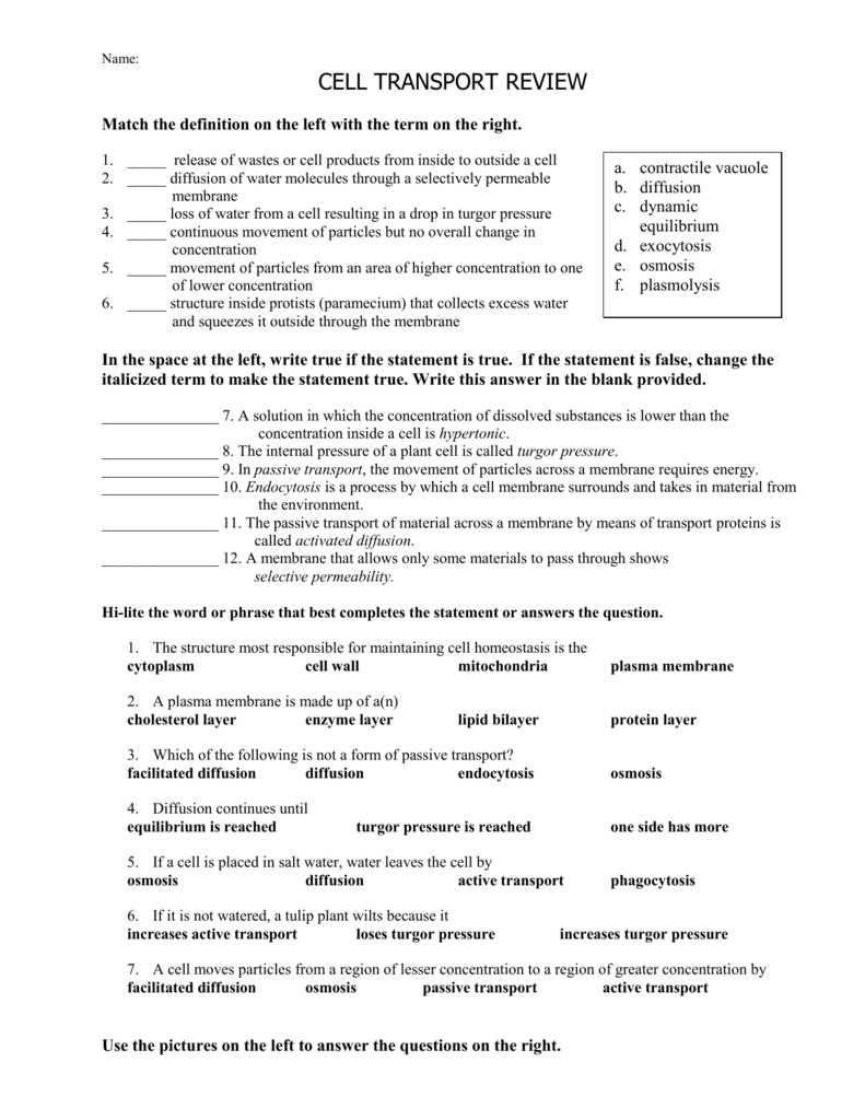 Cell Transport Worksheet Biology Answers
