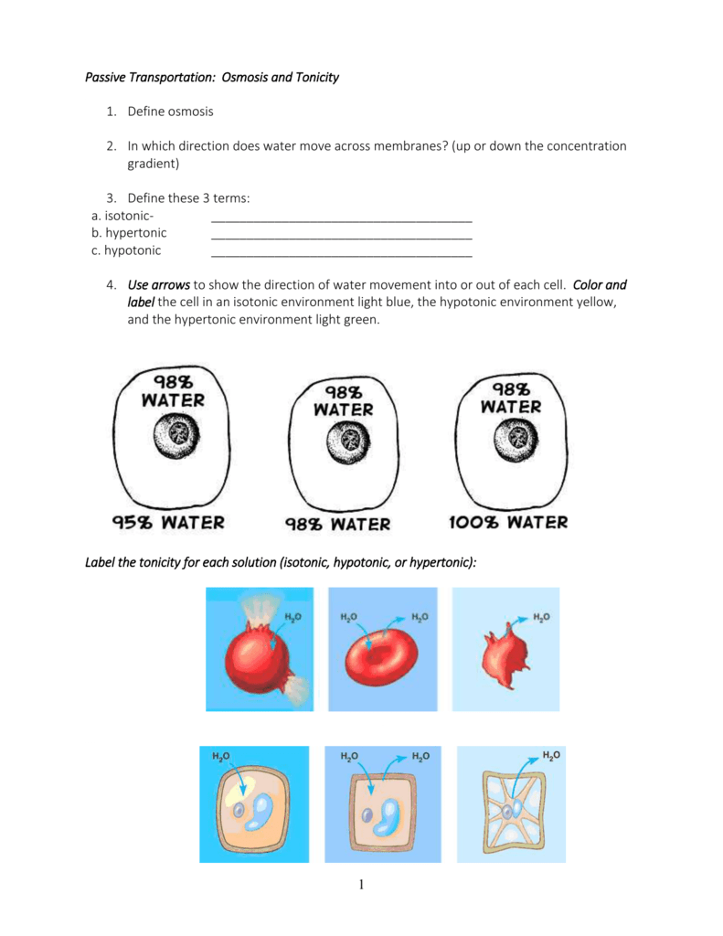 Passive Active Transport Worksheet
