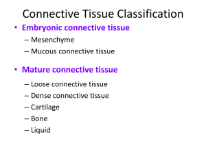 Muscle and Nerve Tissues
