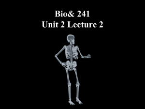 Bio& 241 Unit 2 Lecture 2 Bone Tissue
