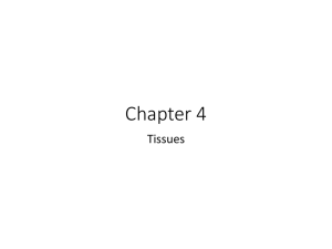 Chapter 4 Powerpoint (Tissues)