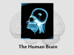 The Human Brain Powerpoint