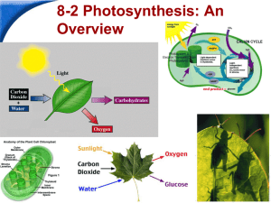 PPT 2 Photosynthesis: An Overview