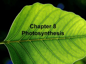 Chapter 8 Photosynthesis