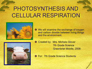 Overview of photosynthesis and respiration