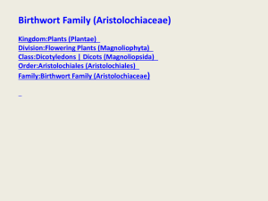 Plant Class Sp 2010/Aristolochiaceae Family Dylan J received 1