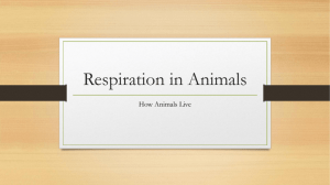 Respiration and Circulation in Animals