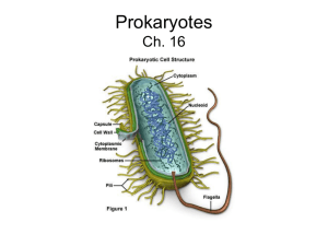 Prokaryotes Ch. 19