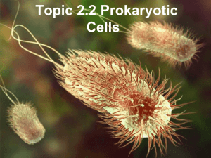 Topic 2.2 Prokaryotic Cells