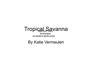 Tropical Savanna - katlinvermeulen
