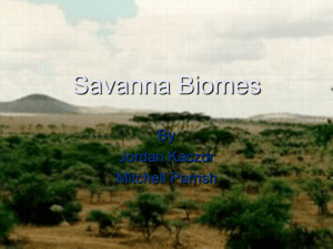 Savanna Biomes