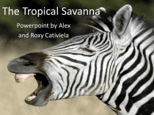 The Tropical Savanna