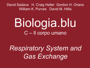 Respiratory System and Gas Exchange