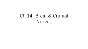 Ch 14- Brain & Cranial Nerves