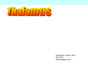 Thalamus - people.vcu.edu