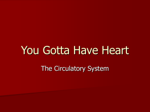 Circulatory System Interactions
