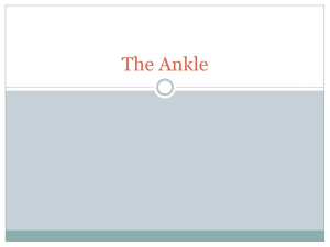 The Ankle