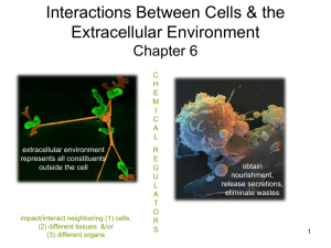 Interactions Between Cells & the Extracellular Environment Chapter 6