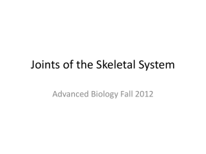 Joints of the Skeletal System