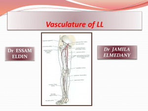 Vasculature of lower limb