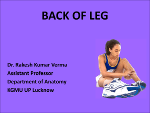 Back Of Leg