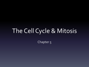 Mitosis CP 2014