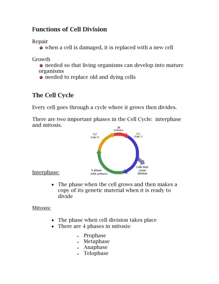 functions-of-cell-division