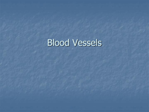 Cardiovascular-blood vessels