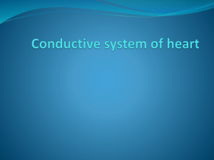 Conducting system of heart