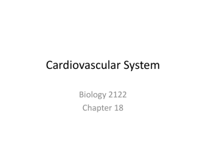Heart/Cardiovascular