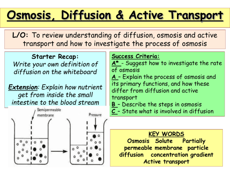 Diffusion Vs Osmosis Vs Facilitated Diffusion Quizlet