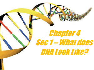 Chapter 11 – What is DNA and how does it work?