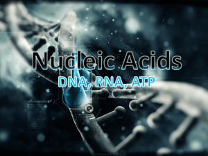 NUCLEIC ACIDS DNA vs RNA