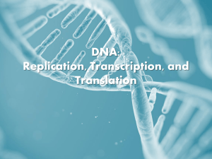DNA: Replication, Transcription, and Translation