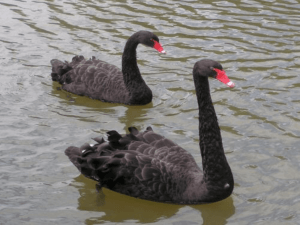 The Black Swan Theory