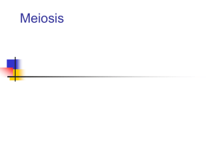 meiosis - StangBio