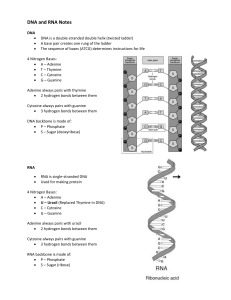 DNA and RNA Notes