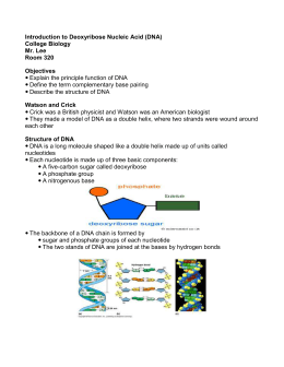 DNA Model Grading Rubric