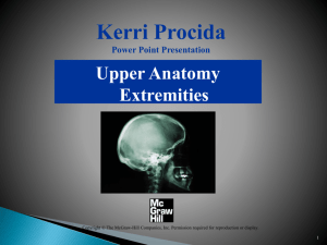Upper Anatomy Extremeties PowerPoint