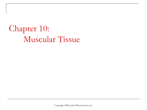 Skeletal Muscle Tissue