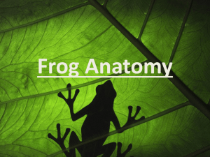 Frog Anatomy