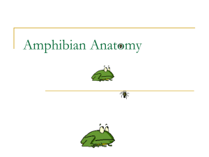Amphibian Anatomy 2