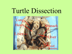 Frog Dissection - Moore Public Schools