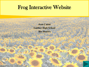 Frog Interactive Website