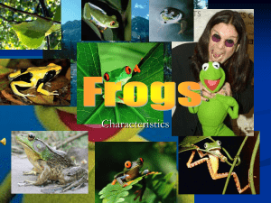 Frogs PP