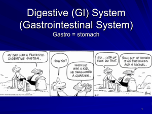 19 Digestive System