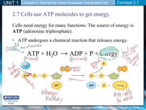 ATP and Cellular Respiration