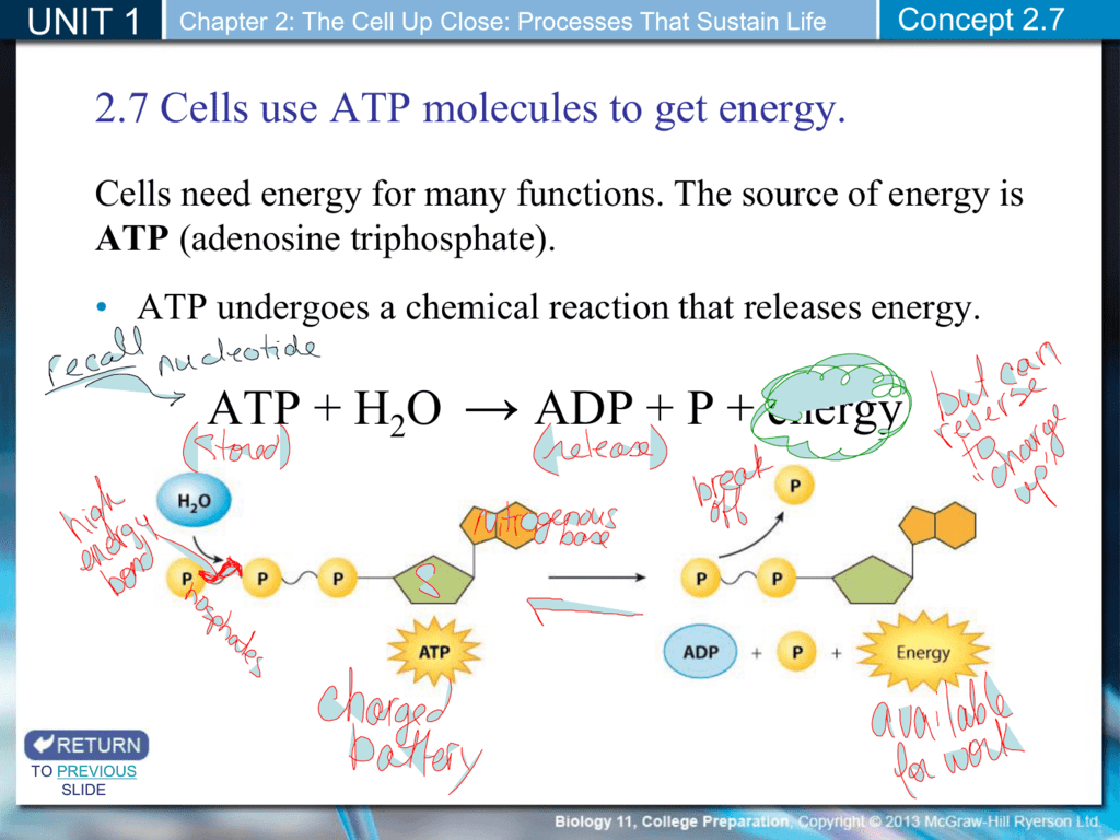 how does atp travel through the body