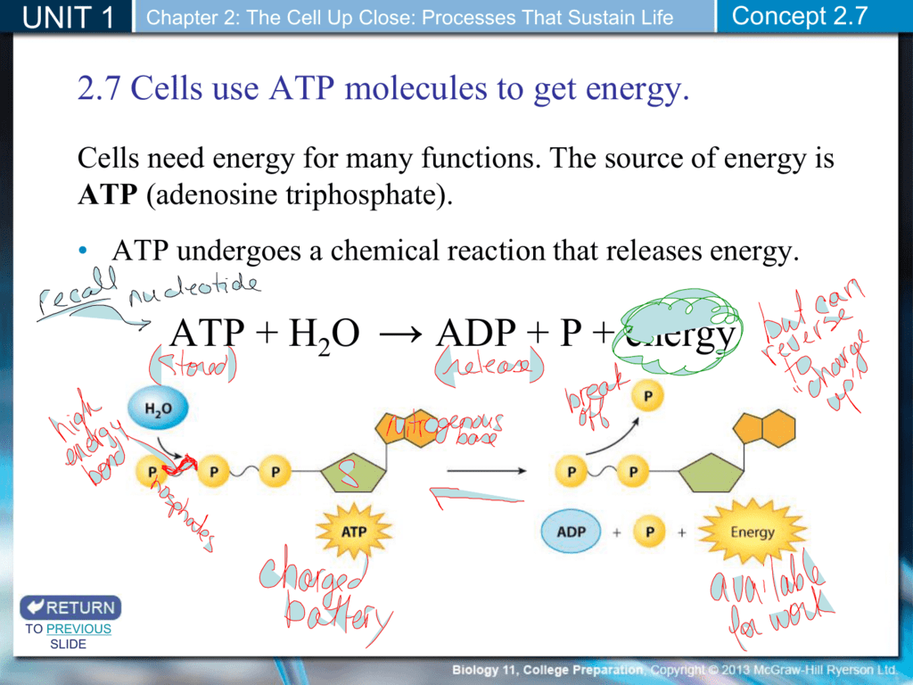 atp-and-cellular-respiration