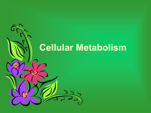 cellular metabolism notes